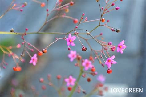 三時花|ハゼラン（三時草）の花言葉｜種類、花や実の特徴、 